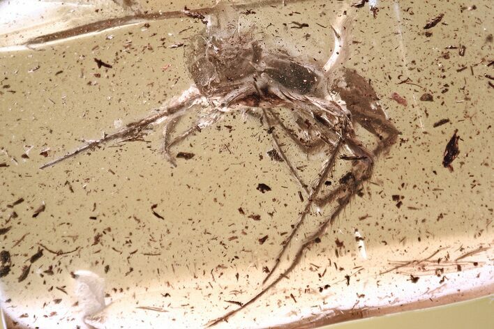 Detailed Fossil Spider (Araneae) In Baltic Amber #357902